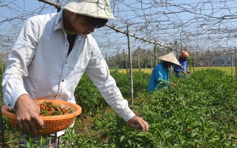 Giá ớt bất ngờ vọt lên 40.000 đồng/kg, nông dân đội nắng "hái lộc"