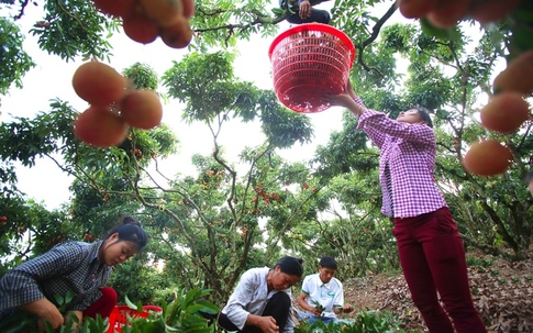 Những người ăn theo mùa vải