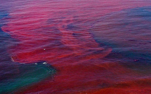 Những vụ cá chết hàng loạt do thủy triều đỏ trên thế giới gây sốt