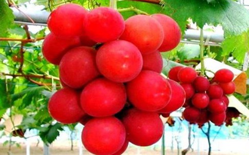 Nho khủng Ruby Roman đắt nhất thế giới giá 243 triệu đồng