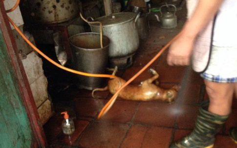 Cận cảnh chế biến thịt chó, vịt dưới nền nhà ẩm ướt