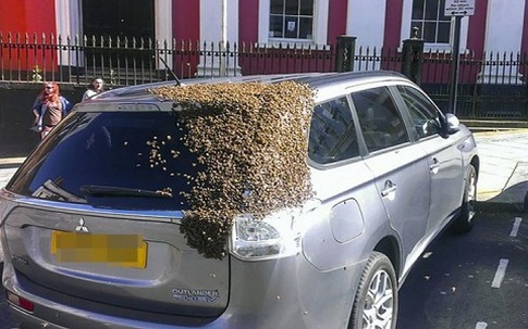 Hai vạn con ong đuổi theo ôtô giải cứu ong chúa