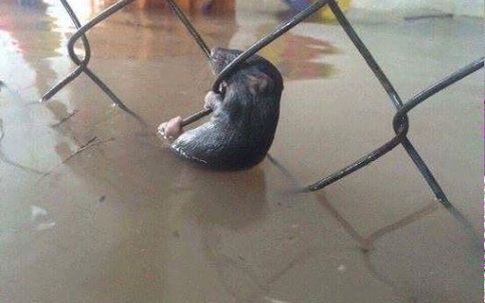 Sự bất lực của một con chuột