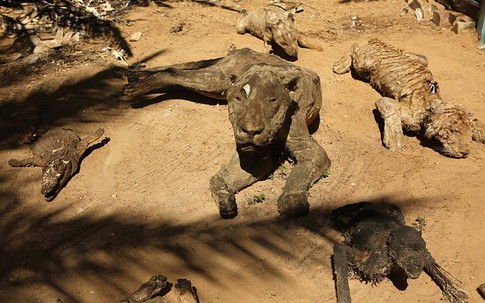 Động vật hóa xác ướp ở vườn thú dải Gaza