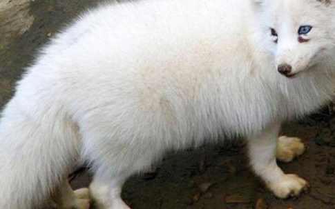 Chuyện lạ: Nuôi cáo tuyết Bắc Cực làm thú cưng ở Việt Nam