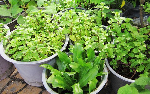 Lo rau bẩn, người Sài Gòn đổ xô đi mua rau trồng trong chậu