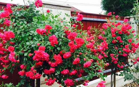 Cây hồng oằn mình vì hoa của chủ nhà Việt ở Hungary