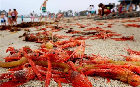 Bãi biển Mỹ đỏ rực vì cua chết rải thảm