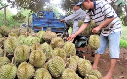 Sầu riêng ép chín siêu tốc bằng hóa chất: Nhìn qua là biết...