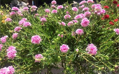 Trồng hoa mười giờ: Mỗi ngày kiếm 1 chỉ vàng