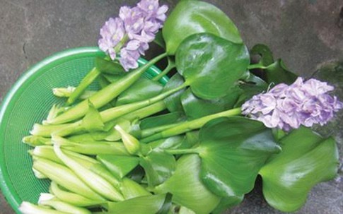 Hà thành ăn lạ: Bèo tây thành đặc sản