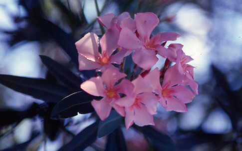 Những loại cây cảnh đẹp có độc dễ gây tử vong