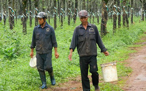 Lao đao vì "vàng trắng" mất giá