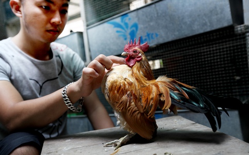 Công tử Hà thành đam mê massage gà 'thượng lưu'