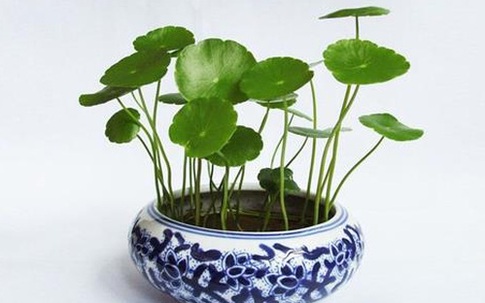 12 loại cây mang tài lộc vào nhà theo tuổi của gia chủ