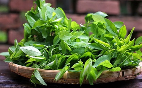 Phân biệt rau ngót sạch và rau ngót phun thuốc kích thích