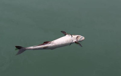 Thừa Thiên – Huế kết luận cá chết là do nước biển nhiễm chất cực độc
