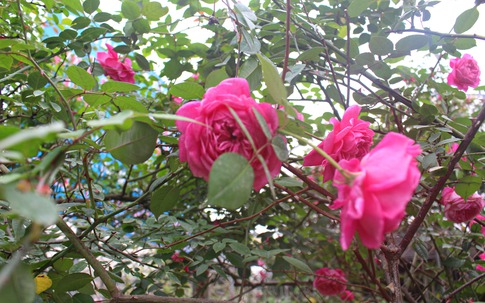 Vẻ đẹp "khó cưỡng" của cây hoa hồng cổ Sapa giá 50 triệu