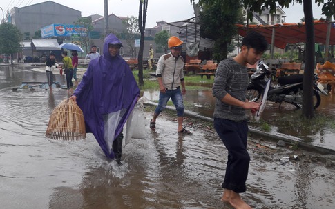 Người dân nô nức đi bắt cá trên quốc lộ lớn nhất thành Vinh