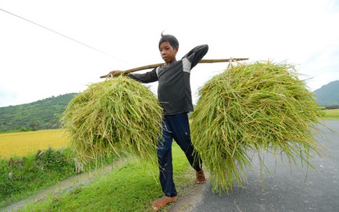 Rơm rạ lên cơn sốt 2.500 đồng/kg ở ĐBSCL