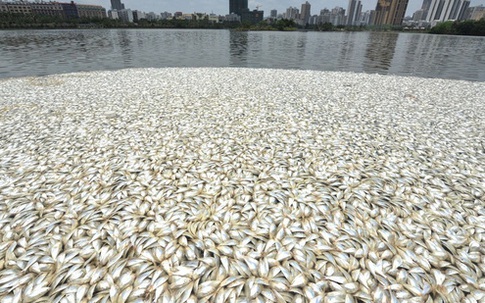 Trung Quốc: 35 tấn cá chết vây kín mặt hồ không rõ nguyên nhân