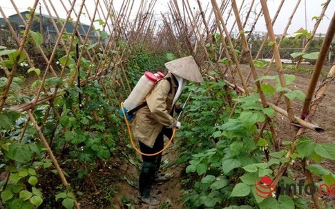 Hà Nội: Chỉ 5% rau an toàn vào siêu thị
