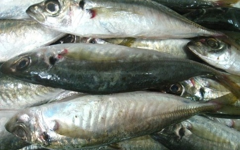 Kiểm tra kỹ lại nồng độ phenol trong cá nục tại Quảng Trị