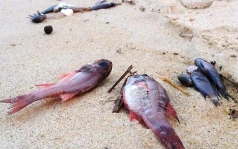 Vụ cá chết hàng loạt ở miền Trung: Ngư dân thiệt hại sẽ được Chính phủ hỗ trợ