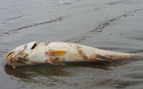 Nghệ An công bố nguyên nhân cá biển chết bất thường