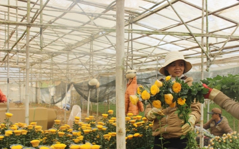 Cận rằm tháng 7, giá hoa cúc Đà Lạt tăng vọt