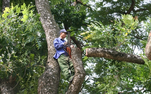 Hà Nội: Bắt đầu "hạ" hơn 100 cây cổ thụ trên đường Kim Mã