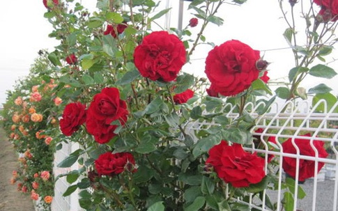 Thâm cung bí sử (88 - 12): Dù khắc nghiệt hoa hồng vẫn nở