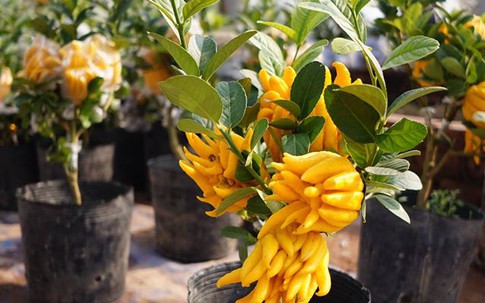 "Phật thủ bonsai" giá hàng chục triệu ở làng Đắc Sở