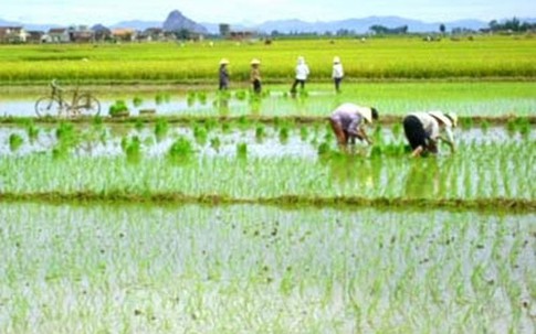 Đang đi cấy hộ, em dâu bị anh chồng chém tử vong ngay dưới ruộng