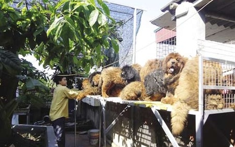 Chó ngao Tây Tạng 500 triệu đắt nhất Sài Thành
