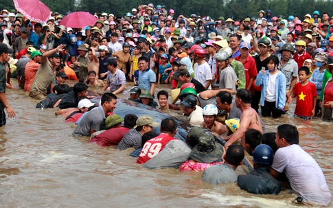 Vì sao hàng nghìn người chung tay giải cứu cá voi ở Nghệ An?