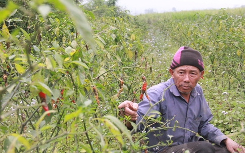 Nông dân “khóc” vì ớt