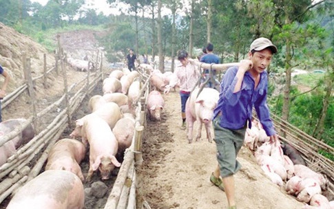 Lợn hơi Hà Nội rớt giá: Người nuôi lao đao vì chạy theo “sốt ảo”