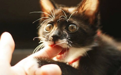 Nuôi chó, mèo cần biết thông tin này, nếu không muốn gặp họa