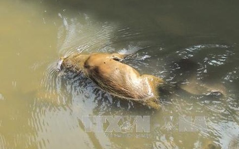 Điện Biên: Sớm ngăn chặn tình trạng vứt xác động vật xuống suối