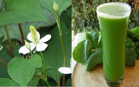 Dùng diếp cá làm đẹp và chữa bệnh, hiệu quả đến không ngờ