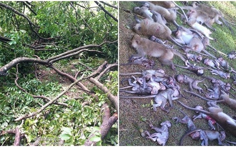 Thái Lan: Cây cổ thụ bật rễ, 52 con khỉ chết lăn lóc khi đang say ngủ