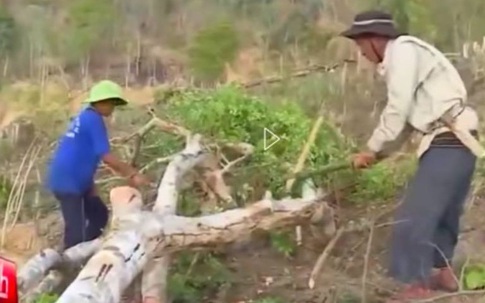 Phóng sự phá rừng của VTV24: Quay được cảnh nhận tiền, bảo kê, sao chặt cây phải “dựng”?