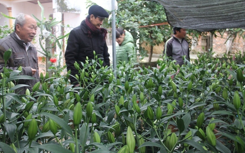 Bí quyết cho hoa ly nở đúng vụ của một cựu chiến binh