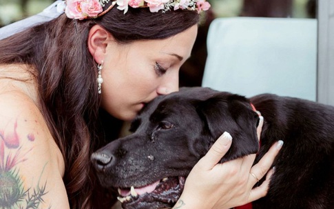 Gắng gượng sống đến ngày cô chủ làm lễ kết hôn, chú chó khiến ai cũng phải rơi nước mắt