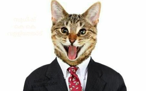 Bức ảnh mèo kỳ lạ khiến người đăng bị khoá Facebook
