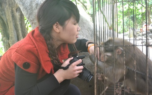 Những chú khỉ vàng "không thích phụ nữ" ở chùa Nhẫm Dương