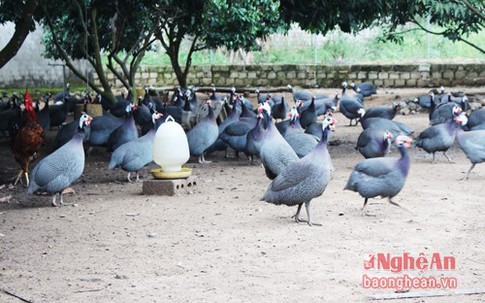 Nuôi gà sao thả vườn thu lãi hàng trăm triệu đồng