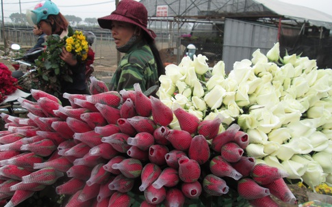 Mai 8/3, nông dân ngán ngẩm vì hoa "một đồng bạc một bông"
