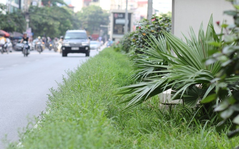 Đường phố Hà Nội "nhếch nhác" khi dừng chi tiền cắt cỏ
